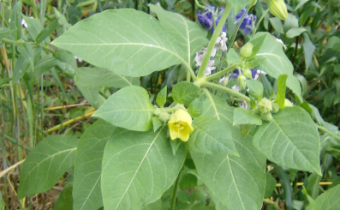Atropa bella-donna var. lutea, Foto vom 26.5. (© Spender 240)
