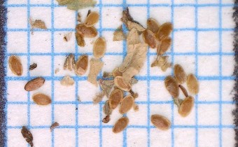 Campanula lactiflora Samen (© Spender 324)