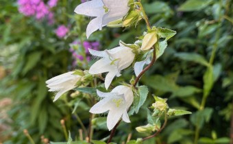 Campanula trachelium weiß (© Spender 419)
