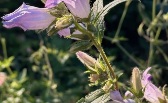Campanula trachelium hellviolett (© Spender 419)