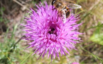 Foto vom 25. Juni, am Naturstandort (© Spender 55)