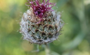 Foto vom 27. Juni (© Spender 86)