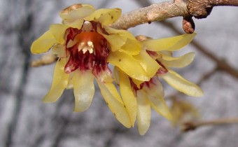 Foto vom 27. Februar (© Spender 55)