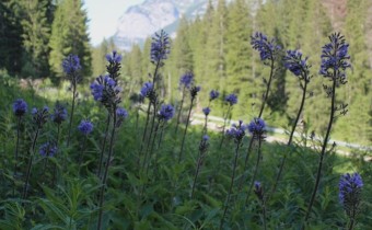 Foto vom 25. Juni, am Naturstandort (© Spender 55)