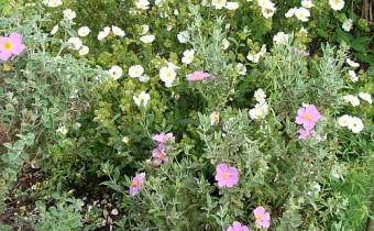 Foto vom 1. Juni, Cistus populifolius (weiß), Cistus creticus (rosa) (© Spender 55)