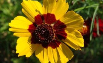 Coreopsis tinctoria, Foto vom 9. August (© Spender 55)