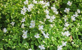 Cymbalaria muralis 'Globosa Alba' (© Spender 319)
