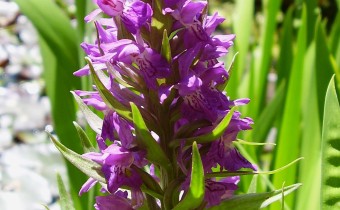 Dactylorhiza-Hybride, Foto vom 18.6. (© Spender 55)