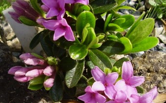 Foto vom 9.4. (© Spender 55)