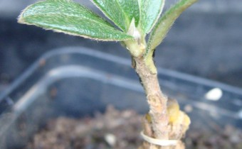Daphne sericea auf Daphne tangutica gepfropft (© Spender 55)
