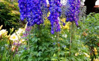 Dunkelblaue Auslese (© Spender 131)