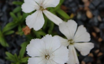 Dianthus alpinus; weiß blühende Form (© Spender 55)