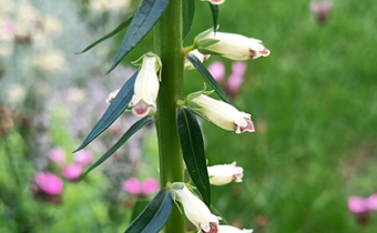 Digitalis lutea ssp. australis (© Spender 421)