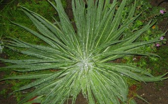 Echium wildpretii ssp. trichosiphon; Foto vom 21. April (© Spender 55)