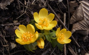 Foto vom 7. März, Sorte 'Orange Glow' (© Spender 419)