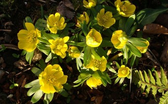 Foto vom 31. Januar, Sorte 'Grünling' (© Spender 55)