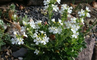 Erinus alpinus 'Albus'; Foto vom 29. April (© Spender 55)