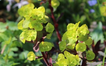 Euphorbia amygdaloides 'Purpurea', Foto vom 24. April (© Spender 55)
