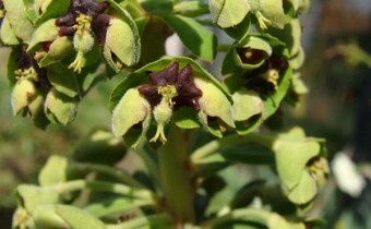 Euphorbia characias ssp. characias 'Black Pearl', Foto vom 14. April (© Spender 55)