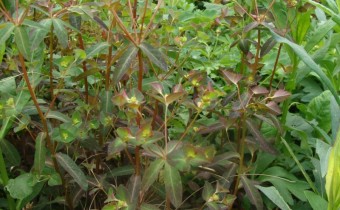 Euphorbia dulcis 'Chamaeleon', Foto vom 18. April (© Spender 55)