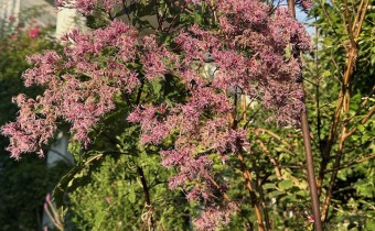 Eutrochium fistulosum 'Augustrubin', Foto vom 22. August (© Spender 419)