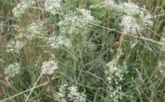 Falcaaria vulgaris (© Spender 217)