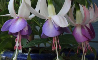 Fuchsia 'Tränkewater' (© G. Renneberg )