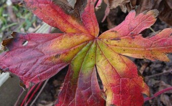 Herbstfärbung am 27. November. (© Spender 55)