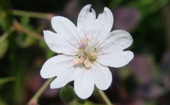 Geranium pyrenaicum 'Album', Foto vom 3. Juni (© Spender 55)