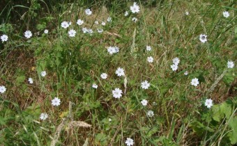 Geranium pyrenaicum 'Album', Foto vom 3. Juni (© Spender 55)