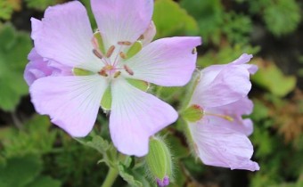Rosa blühende Pflanze am Naturstandort im Kaukasus.  Foto vom 1. August.