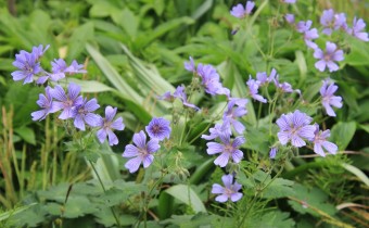 Geranium renardii-Hybride 'Stephanie' (© G. Renneberg)