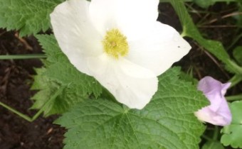 Glaucidium palmatum 'Album' (© Spender 419)