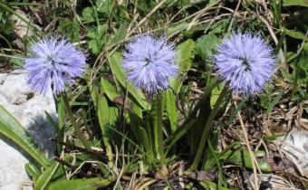 Pflanze am Naturstandort, Foto vom 26. Juni (© Spender 55)