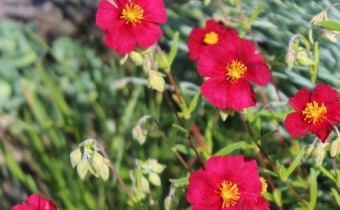 Helianthemum `Red Orient´, Foto vom 17.5. (© Spender 55)