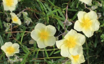 Helianthemum-Hybride, gelb (© Spender 55)