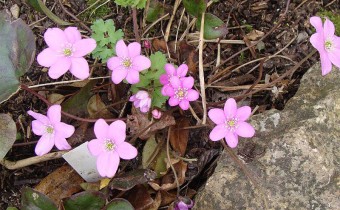 Hepatica nobilis rosa, Foto vom 6.3.  (© Spender 55)