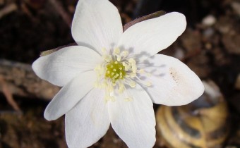 Hepatica nobilis alba (© Spender 55)