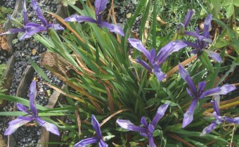 Foto vom 25.5. (© Spender 55)