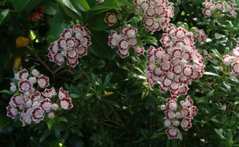Kalmia latifolia `Minuett´, Foto vom 19. Mai (© Spender 55)