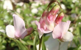 'Alboroseus', Foto vom 3. April (© Spender 55)