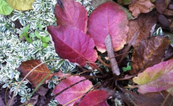 Herbstfärbung im Oktober (© Spender 181)