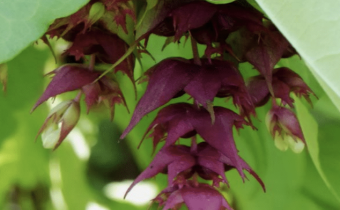 Leycesteria formosa, Sorte 'Golden Lanterns' (© Spender 335)