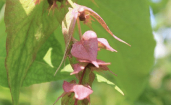 Leycesteria formosa 'Golden Lanterns', Foto vom 15. Juli (© Spender 86)