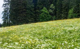 Foto vom 29.5. (© Spender 319)