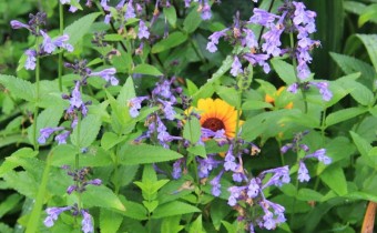 Nepeta sibirica 'Souvenier d' Ándre Chaudron', Foto vom 6. August (© Spender 311)