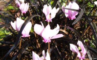 Foto mit Cyclamen, vom 28. August (© Spender 55)