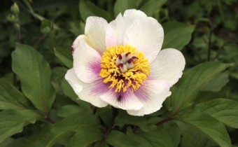 Paeonia clusii ssp. rhodia (© Spender 172)