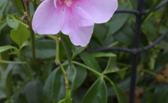 Blüte und Frucht, Foto vom 2. September (© Spender 253)