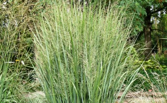 Panicum virgatum 'Northwind' (© Spender 319)